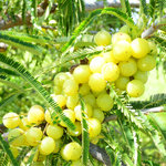 Phyllanthus emblica (Amla ) Fruits - Flakes