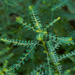 Phyllanthus amarus (Bhumi Amla ) Whole Plant