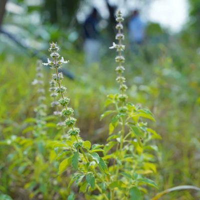 (Vana Tulsi) Leaves Granules