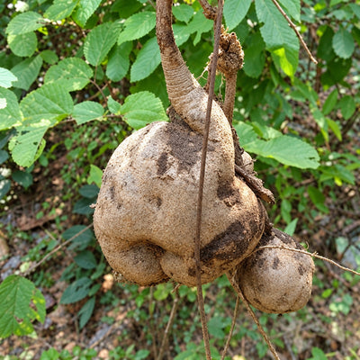Pueraria tuberosa (Vidari Kanda) Roots