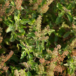 Ocimum basilicum (Rama tulsi) Leaves