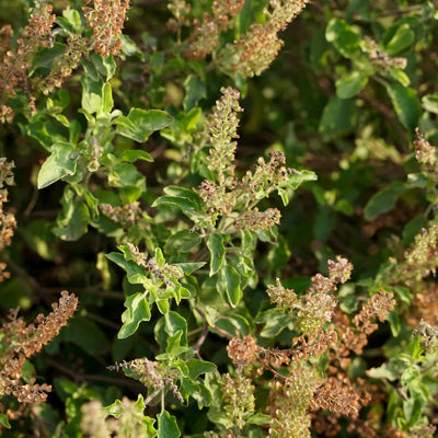 (Rama Tulsi) Leaves Granules