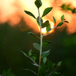Lawsonia inermis (Henna) Leaves