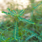 Phyllanthus amarus (Bhumi Amla ) Whole Plant