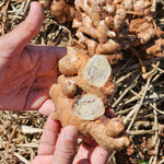 Zingiber officinale (Ginger) Whole Slices