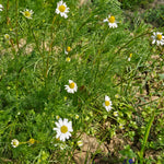 Chamomile Powder (Matricaria chamomilla)