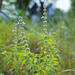 Ocimum gratissimum (Vana Tulsi) Leaves Granules