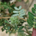 Tribulus terrestris (Gokshura) Fruits