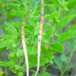 Withania somnifera (Ashwagandha) Roots