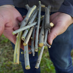 Salvadora persica (Miswak) Stem