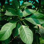 Terminalia bellirica (Bibhitaki) Seedless Fruits