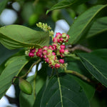 Terminalia chebula (Haritaki Fruit) Seedless Fruits