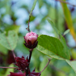Hibiscus sabdariffa (Roselle) Petals