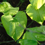 Tinospora cordifolia (Guduchi) Stem