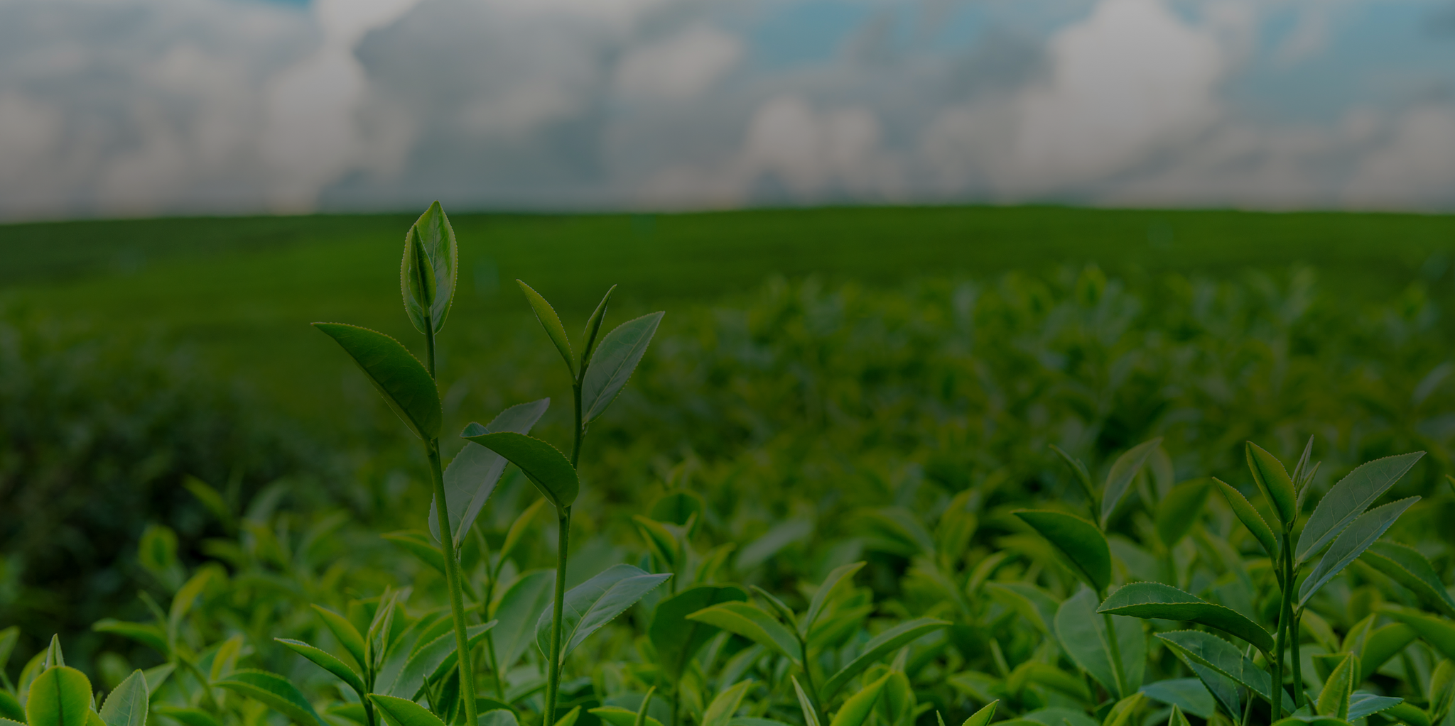 Cultivation with Purpose Quality at   Every Step