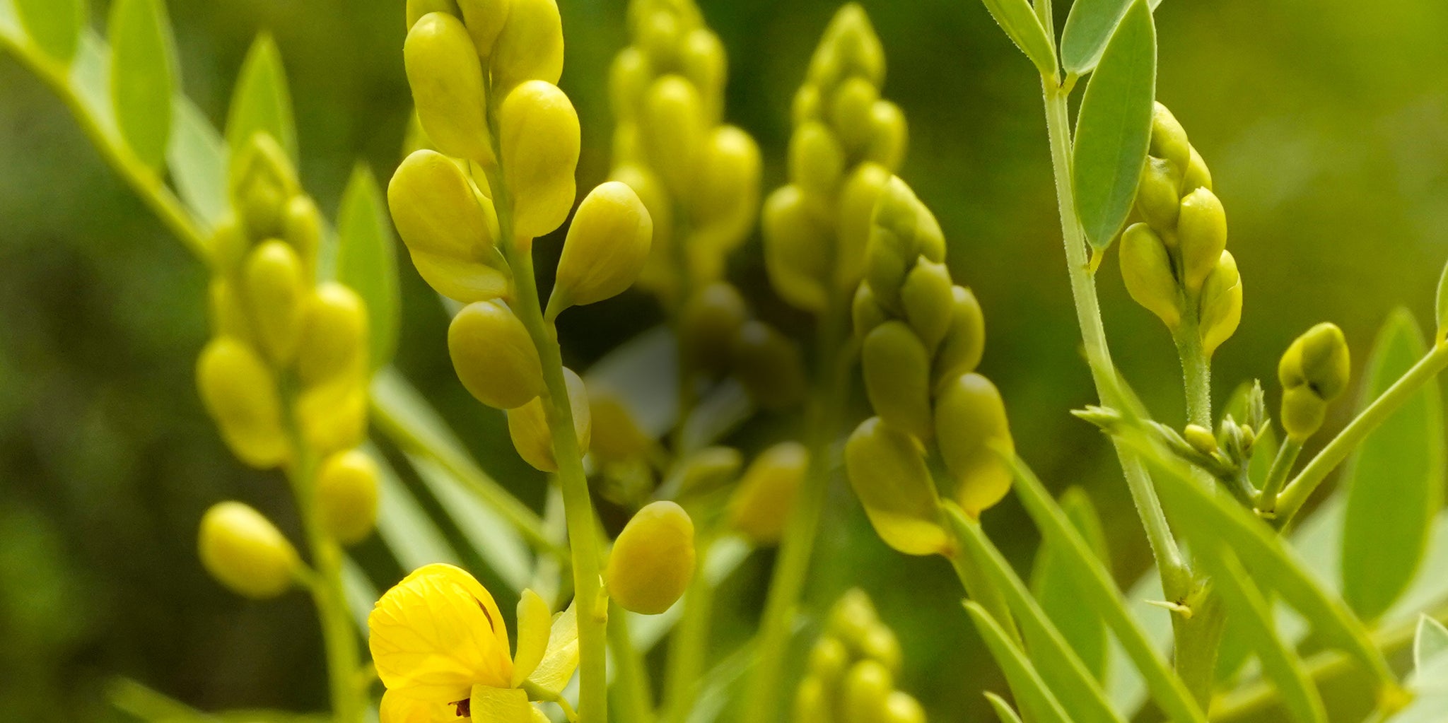 Inspired by Nature Guided by Wisdom <br> Made with care