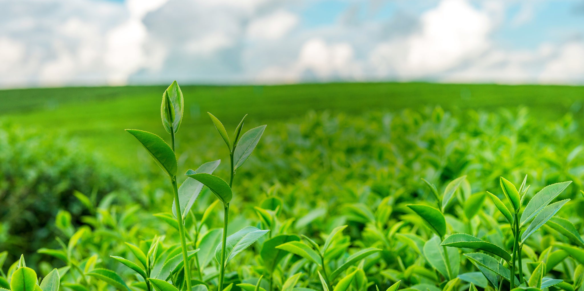 Cultivation with Purpose Quality at   Every Step