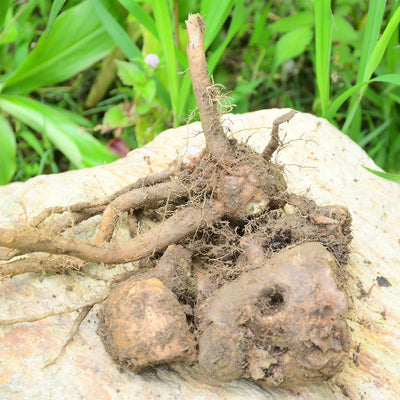 Hedychium spicatum (Kapoor Kachri) Rhizome TBC