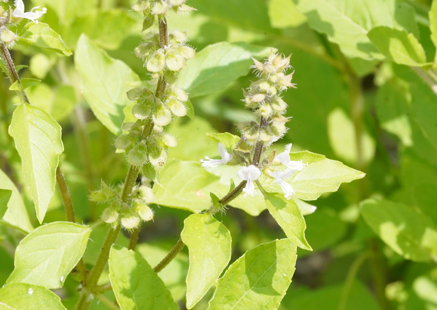 Organic Ocimum Sanctum (Rama Tulsi) Leaves - Cultivator Natural